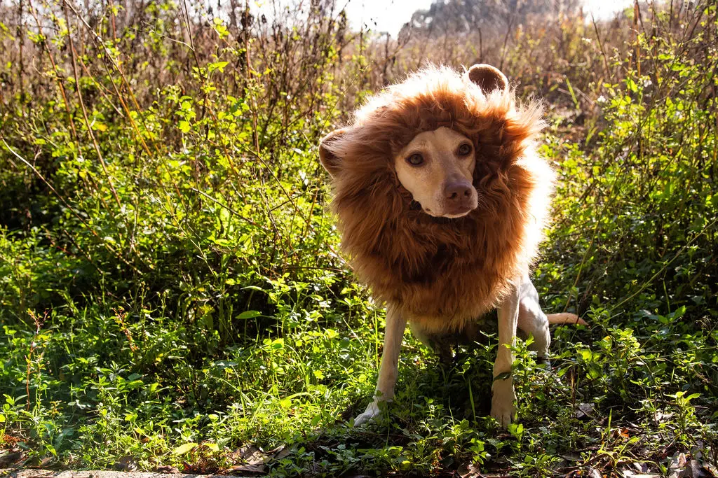 Lion Mane Costume with Ears for Medium and Big Dogs